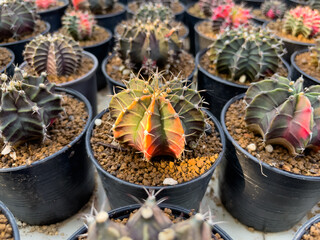 cactus in pots