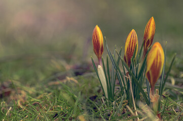 Młode krokusy kwitnące wiosną. Początek wiosny. Nadchodzi wiosna. Krokus wiosenny w ogrodzie. Początek wiosny i kwitnące krokusy. Kwitnące kwiaty wiosną w ogrodzie. Oznaki wiosny w ogrodzie.  © Daniel