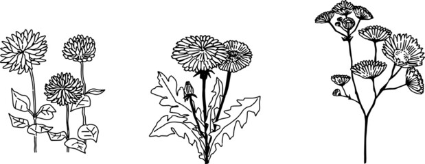 春のお花達のお洒落な線画イラスト