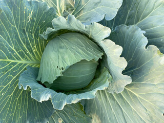 head of cabbage on the field