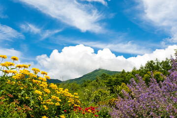 夏山にかかる白い雲とお花畑