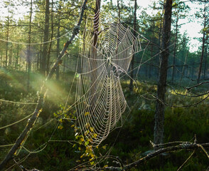 peculiarities of the nature of the spider web in the forest