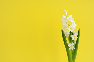 White hyacinth flower on a yellow background. Spring flowers. Growth hyacinth. Floral Greeting card, March 8, mother's day, woman day, birthday, copy space