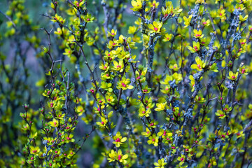 Berberis thunbergii Japanese barberry ornamental flowering shrub, group of beautiful small flowers with yellow petals in bloom, purple reddish leaves on bright background