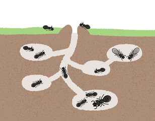 かわいいクロアリとアリの巣　断面図