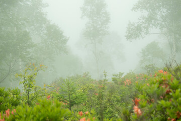 レンゲツツジが咲き、霧に包まれた幻想的な、新緑の湯ノ丸高原