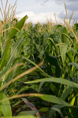 Obraz premium vertical image with corn field in summer