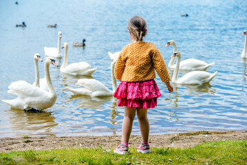 Girl feeding white swans on the lake
