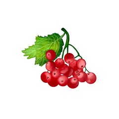red currant isolated on white
