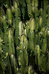 Cactus backdround, cacti design or cactaceae pattern.