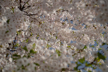 sakura branches strew with pink flowers. selective photo