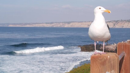 Ocean waves crashing on beach, sea water surface from above, cliff or bluff, La Jolla shore waterfront promenade, California USA. Succulent green ice plant, pacific coast. Seagull bird on railings.