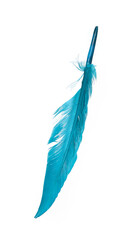 Bright blue bird feather isolated on white background