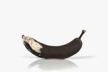Spoiled banana on a white background with hard shadows and reflection. Organic waste overripe fruit. Ugly foods, fruits. Copy space