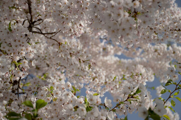 sakura branches strew with pink flowers. selective photo