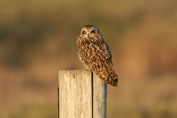 	
A beautiful Short-eared Owl, Asio flammeus, perched on a fence post.	
