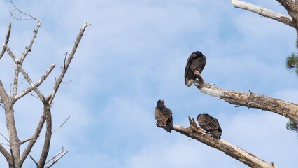 Turkey vulture, pine tree branch, scavenger carnivorous buzzard waiting or hunting. Bald red head of birds of prey. Predator, who feeding carrion like griffon. Point Lobos wildlife, California USA.