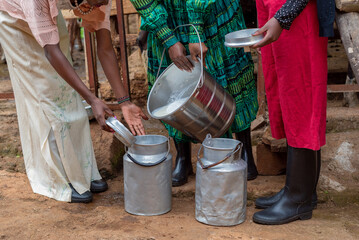 Women pouring fresh cow's milk into containers 