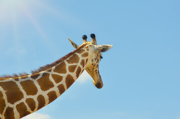 Giraffe at the zoo,  wildlife animal on the summer blue sky. - 488710408