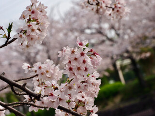 桜