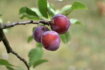 Wild plum tree in an orchard in France in summer. Blue and violet plums in garden, prunus domestica