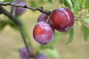 Wild plum tree in an orchard in France in summer. Blue and violet plums in garden, prunus domestica