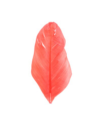 Bright red bird feather isolated on white background