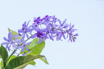 Beautiful Purple Wreath(Petrea Volubilis) or Queen's Wreath, Sandpaper Vine decorated in the garden. Ideas for arranging a flower garden at home.