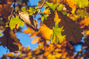 Autumn orange colored leaves, maple foliage against blue sky, selective focus, blurred bokeh background. Vibrant stock photography