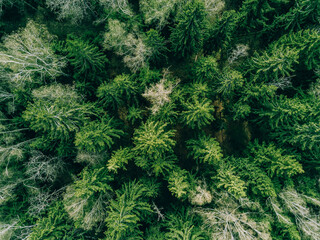 Aerial top view of spring green trees in a forest.