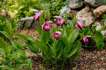 Flora and fauna of the Russian Far East. Wildlife and flora and fauna of Russia