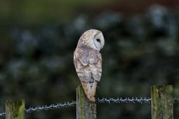 Barn Owl perched on fencepost