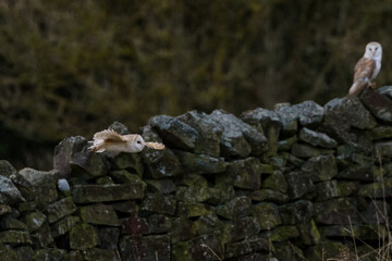 Two barn owls