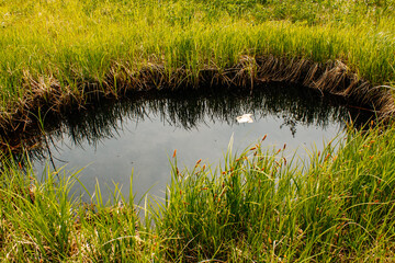 Flora and fauna of the Russian Far East. Wildlife and flora and fauna of Russia