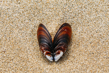 Flora and fauna of the Russian Far East. Wildlife and flora and fauna of Russia