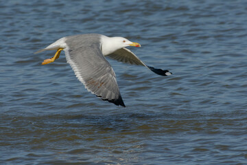 Yellow-legged Gull  (Larus michahellis)