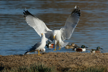 Yellow-legged Gull  (Larus michahellis)