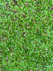 green leaves background