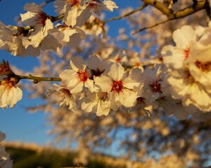 almond blossom in a pre-sunset sunlight in Agrigento, Sicily