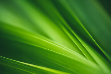 Dark green leaf texture, Natural green leaves using as nature background wallpaper or tropical leaf cover page 