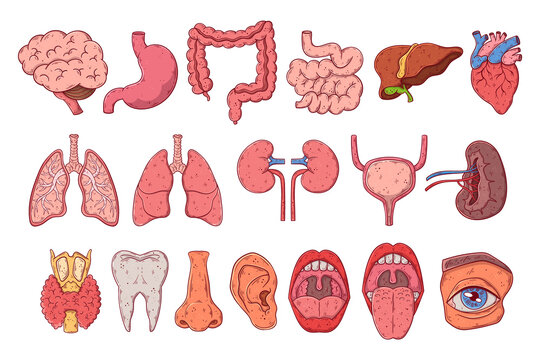 Human internal organs set hand drawn cartoon vector. Anatomy chest, gastrointestinal tract, head.