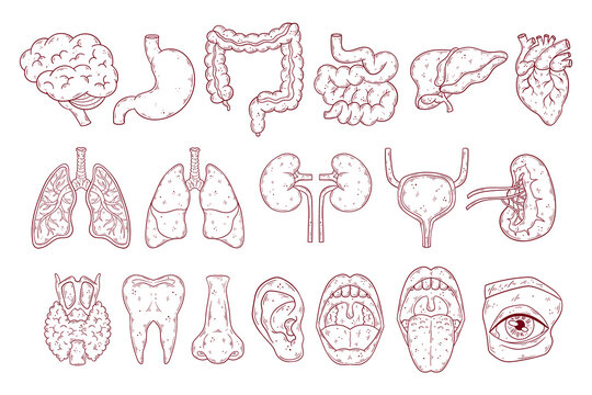 Human internal organs set hand drawn vector. Anatomy chest, gastrointestinal tract, head.