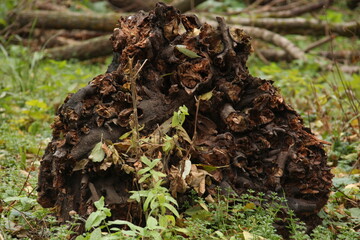 осенний лес