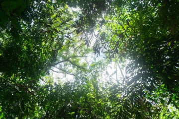 Fototapeta premium high angle view tree and sky