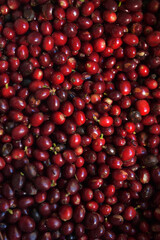 close up of fresh coffee beans for background                                                                                
