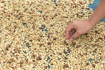  Close up of coffee beans for background                                                               