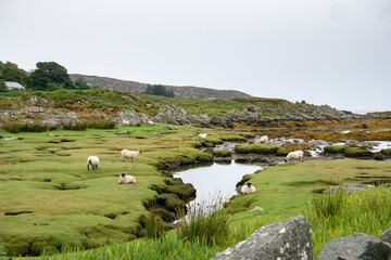 Fototapeta na wymiar sheep with black heads grazing and resting on a lush green meadow and little ponds on the coast of the Isle of Colonsay, Inner Hebrides, Scotland