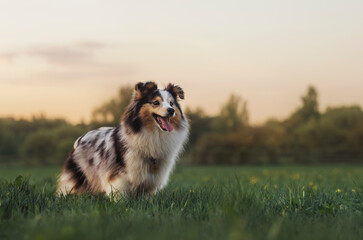 Happy sheltie and the sunny spring