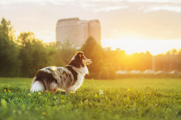 Happy sheltie and the sunny spring
