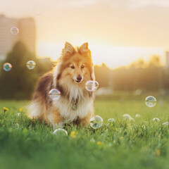 Happy sheltie and the sunny spring